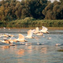 Danube Accommodation Ohio