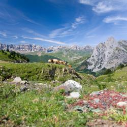 Pyrénées Accommodation Ohio