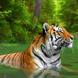 Sumatra Accommodation Ohio