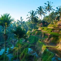 Ubud Accommodation Ohio