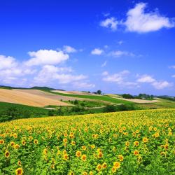 Hokkaido Accommodation Ohio