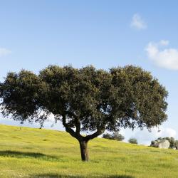Alentejo Accommodation Ohio