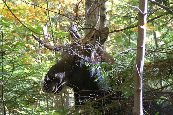 The Inn At Woodchuck Hill Farm - thumb 3