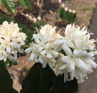 Hawaii Belt Coffee Garden - Accommodation Ohio