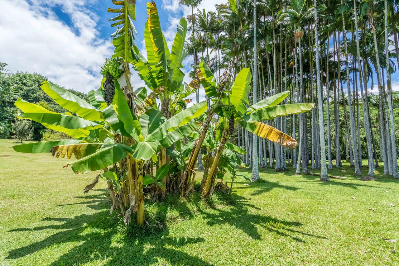 Old Hawaiian Bed And Breakfast - thumb 36