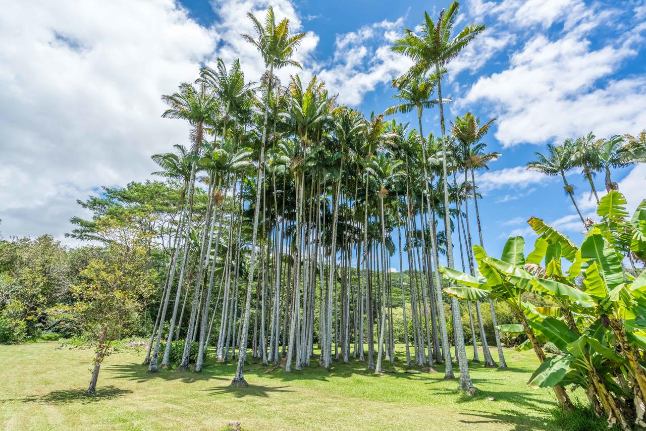 Old Hawaiian Bed And Breakfast - thumb 37