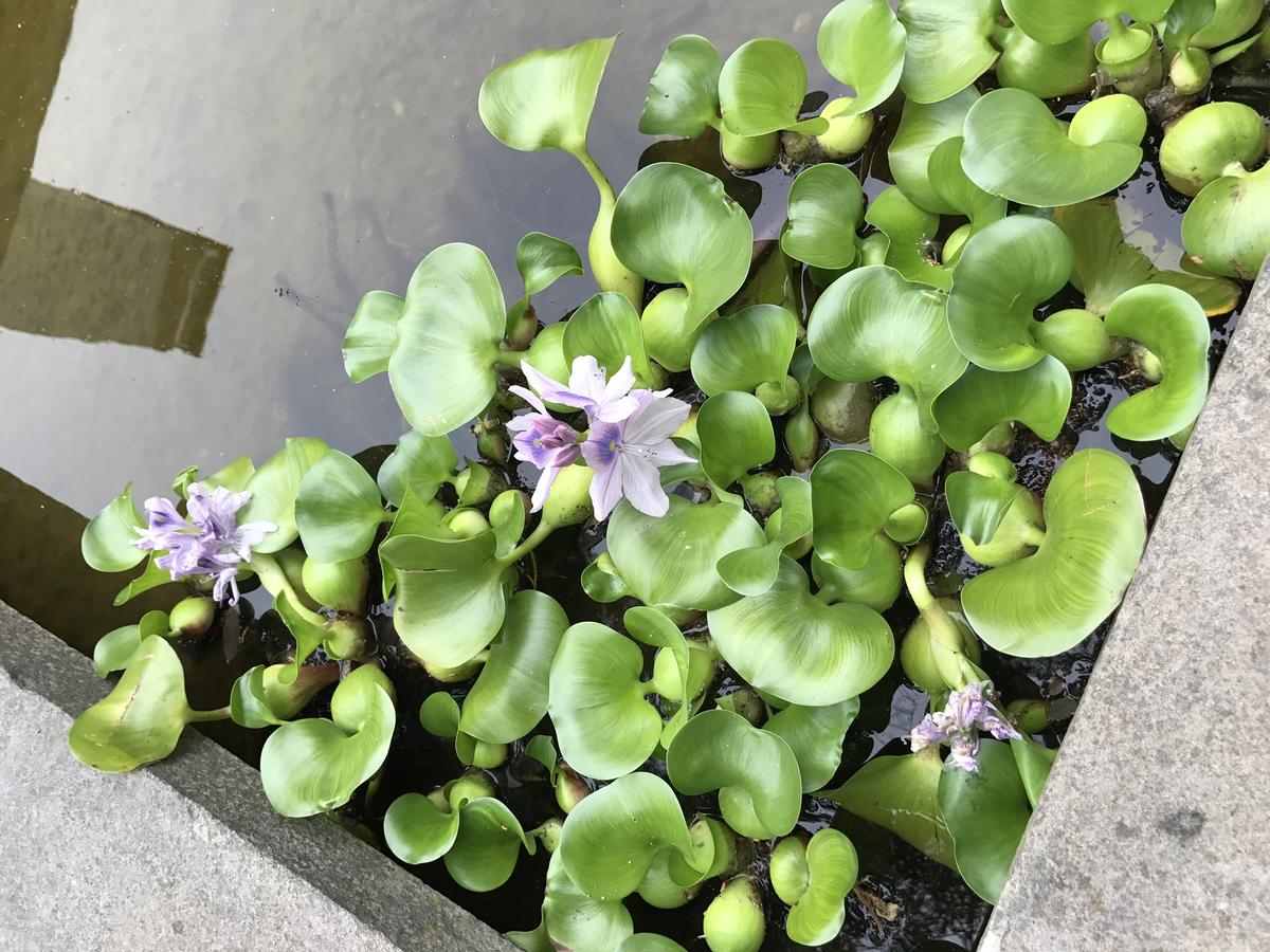 Large But Comfortable Home Walking Distance To Beach - thumb 13