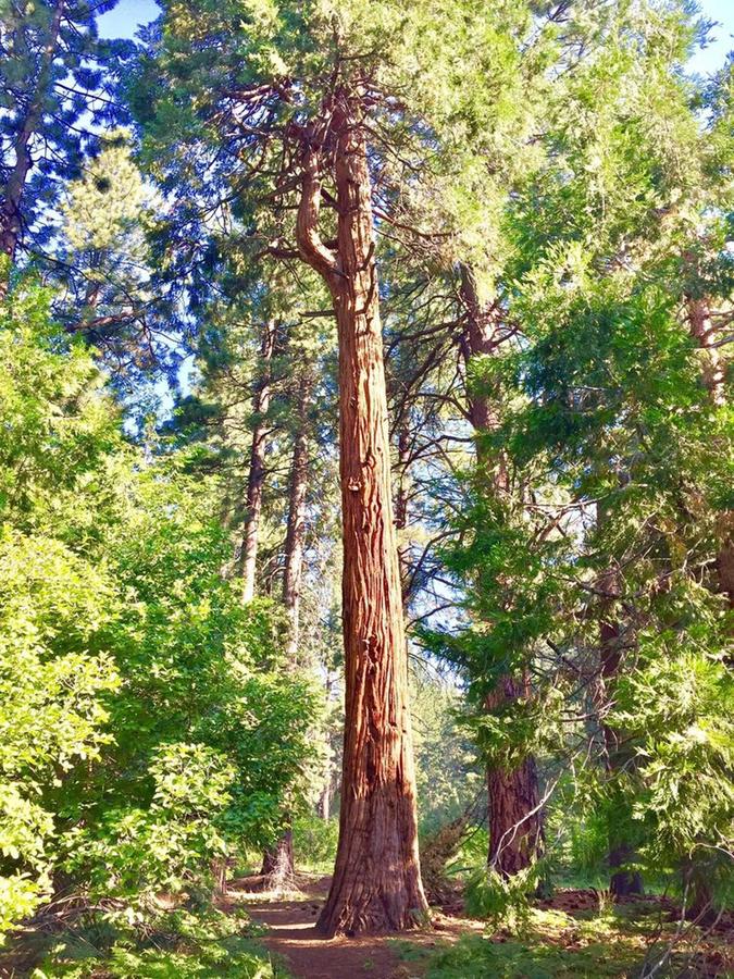 Club Tahoe Resort - thumb 10