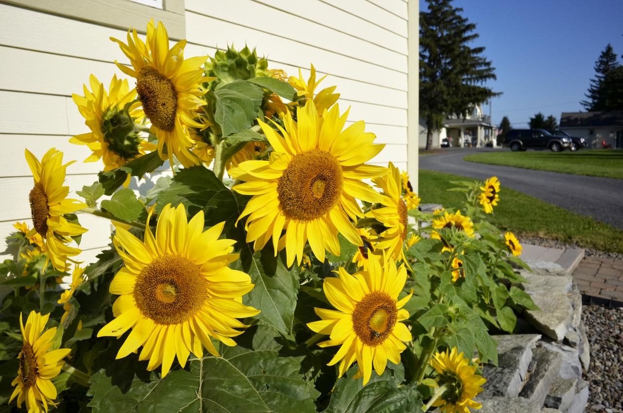 Skaneateles Suites - thumb 1