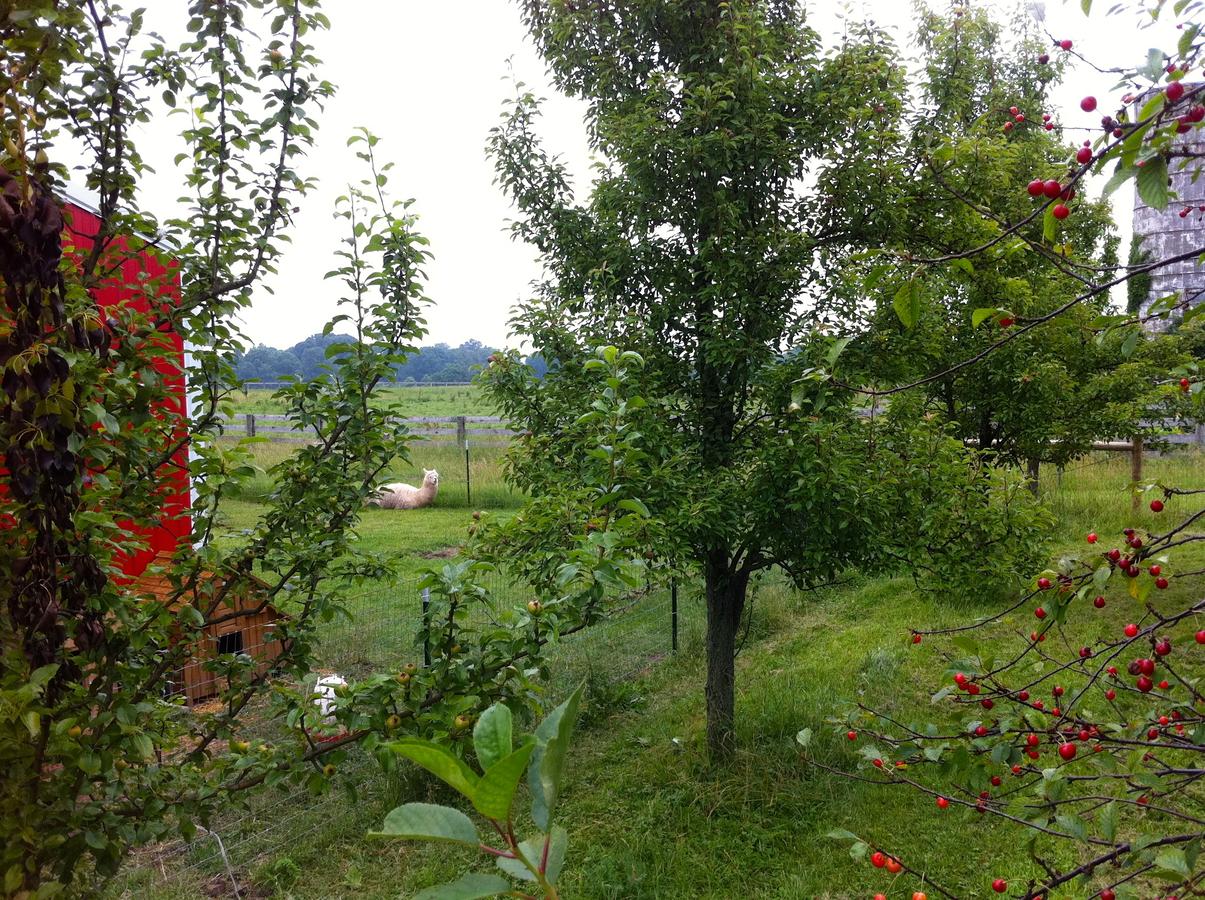 Orchard House Bed And Breakfast - thumb 9