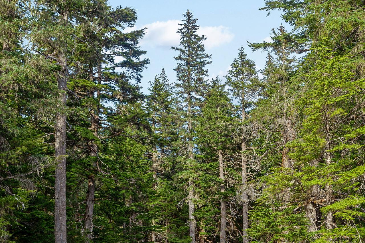 Brighton #116 - thumb 9