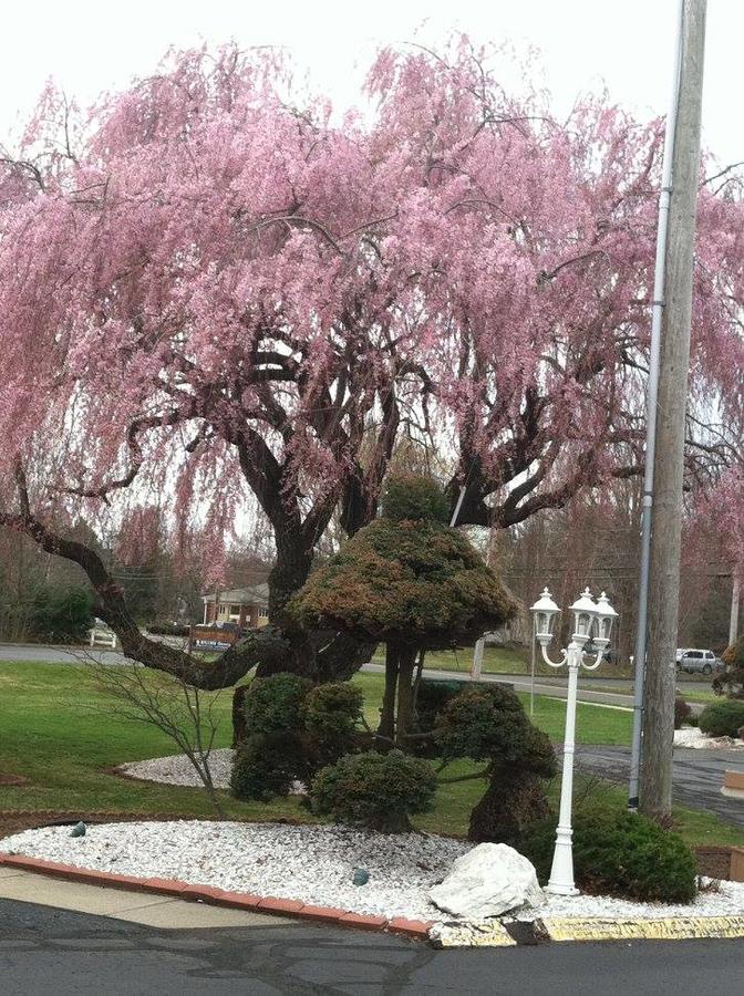 Cheshire Welcome Inn - thumb 2