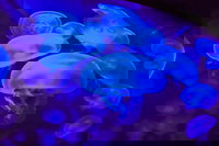 Shark Reef at Mandalay Bay Hotel and Casino