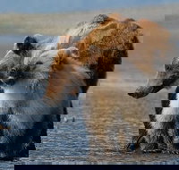 Alaska 7-Day Brown Bears and Denali Adventure from Anchorage - Accommodation Ohio