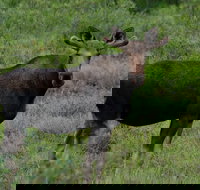 Ultimate Alaskan Adventure - Accommodation Ohio