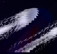 Skip the Ticketing Line Aquarium of the Pacific General Admission Ticket - Accommodation Ohio