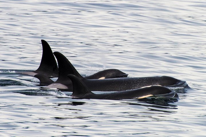 Orca Quest Cruise - thumb 0