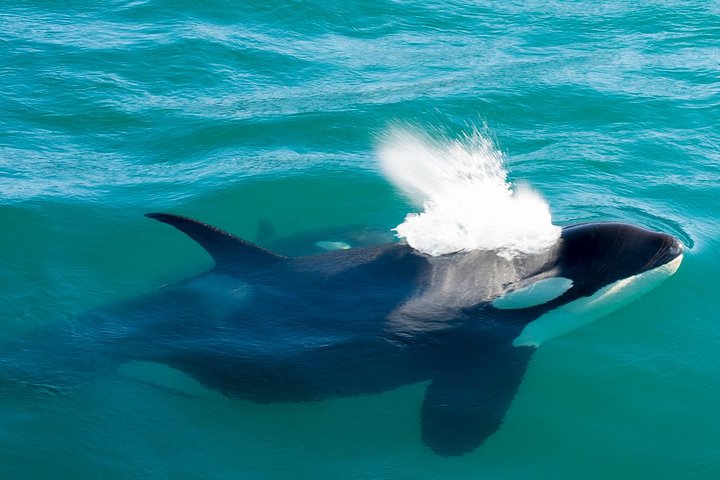 Orca Quest Cruise - thumb 1