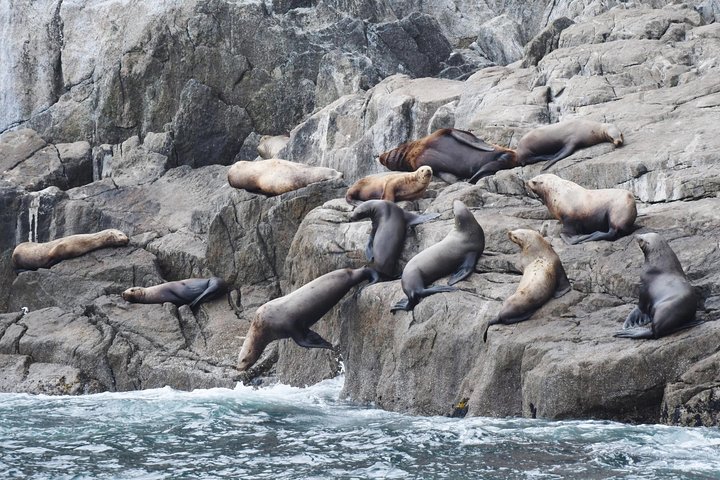 Orca Quest Cruise - thumb 3