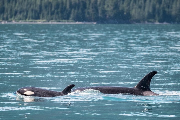 Orca Quest Cruise - thumb 5