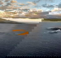 Maui Whale Watching -Private- Air Tour Spectacular Humpbacks Seen from Above - Accommodation Ohio