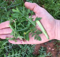 Sonoran Desert- Wild Foods and Traditional Skills - Accommodation Ohio