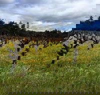 Sonoma  Healdsburg Wine Tours - Accommodation Ohio