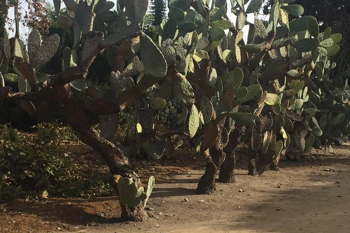 Los Angeles Arboretum City Tour - thumb 0