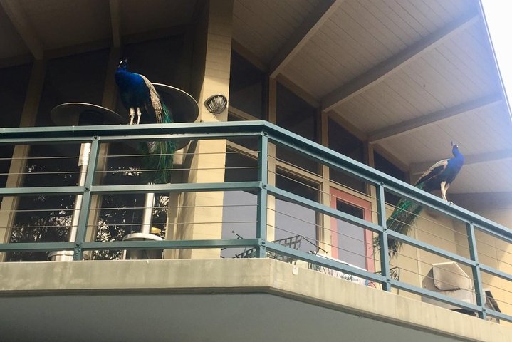 Los Angeles Arboretum City Tour - thumb 1