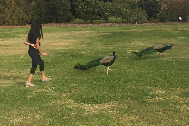 Los Angeles Arboretum City Tour - thumb 3