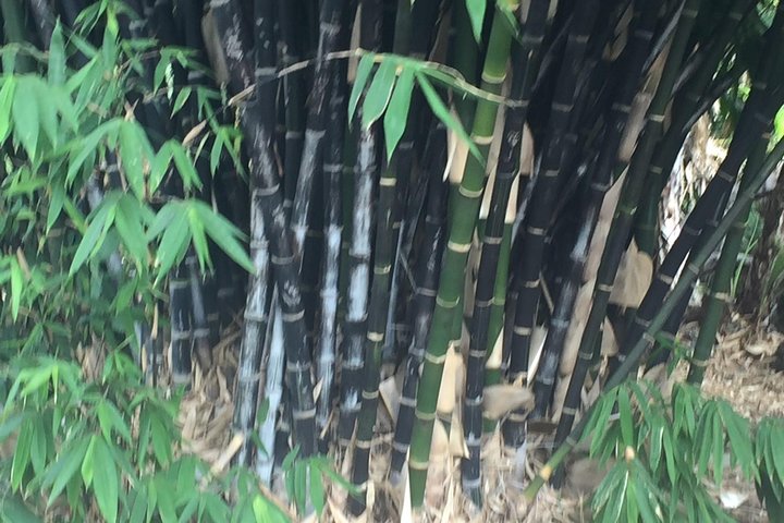 Los Angeles Arboretum City Tour - thumb 5