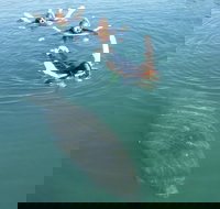 Manatee Snorkeling Tours - Accommodation Ohio