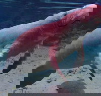 Swim with the Manatees Includes In-Water Guide/Photographer - Accommodation Ohio