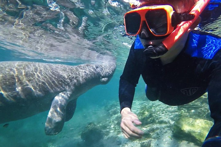 Swim With The Manatees Includes In-Water Guide/Photographer - thumb 1