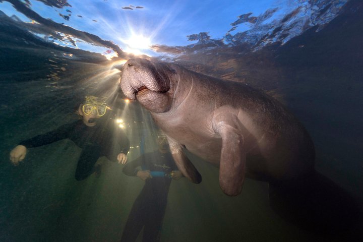 Swim With The Manatees Includes In-Water Guide/Photographer - thumb 4