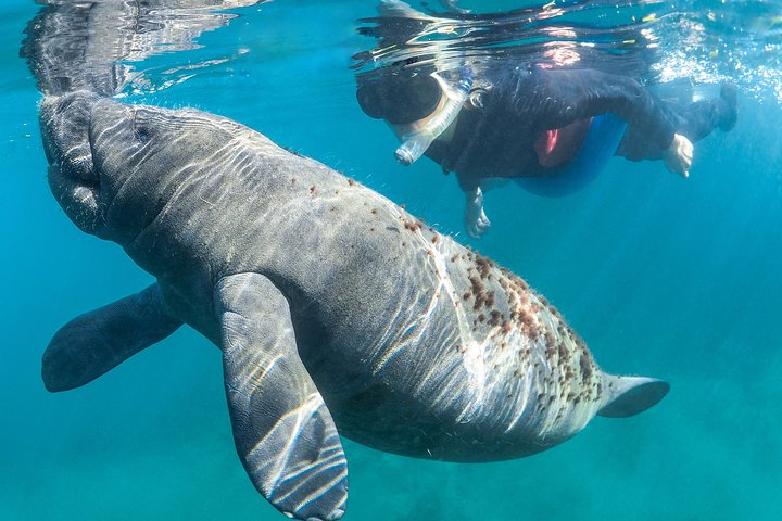 Swim With The Manatees Includes In-Water Guide/Photographer - thumb 5