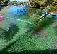 All Clear Kayak Manatee Viewing Ecotour With Local Guide - Accommodation Ohio