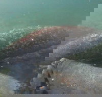 Swim With Manatees In Crystal River Florida - Accommodation Ohio