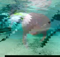 Manatee Snorkel Tour with In-Water Divemaster/Photographer - Accommodation Ohio