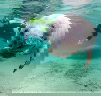 Small group Manatee Tour with In-Water Divemaster/Photographer - Accommodation Ohio