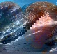 Small Group VIP Manatee Pontoon Tour - Accommodation Ohio