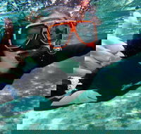 Crystal River Manatee Swim in Kings Bay National Wildlife Refuge - Accommodation Ohio