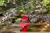 Mangrove Tunnel Kayak Eco Tour