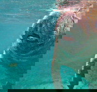 Self Drive Swim with Manatees on the Crystal River - Accommodation Ohio