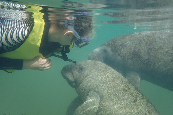 Deluxe Manatee Swim Tour - thumb 0