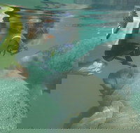 Deluxe Manatee Swim Tour - Accommodation Ohio