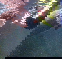 Manatees and Rainbow River by SCUBA or Snorkel - Accommodation Ohio