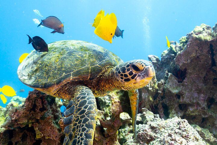 Scuba Diving In South Maui. No Experience Required. - thumb 0