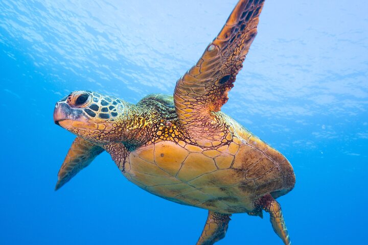 Scuba Diving In South Maui. No Experience Required. - thumb 1
