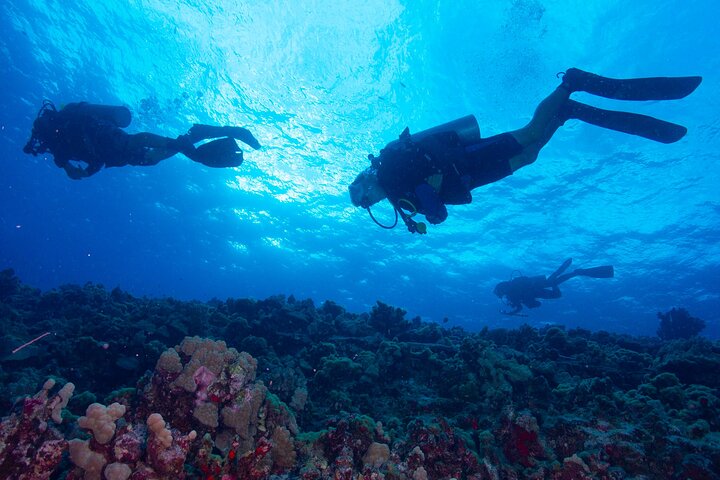 Scuba Diving In South Maui. No Experience Required. - thumb 3